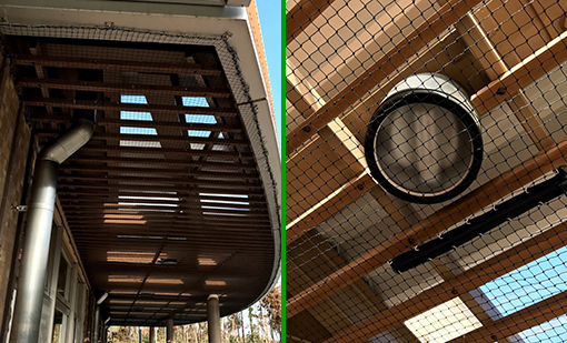 施設の庇内にスズメが営巣した場合