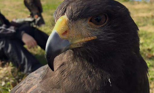 猛禽による追い払い