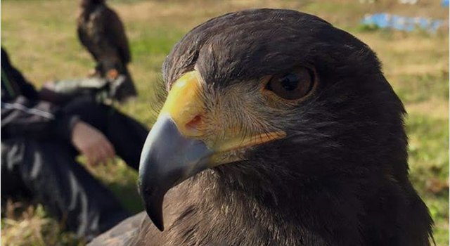 猛禽による追い払い